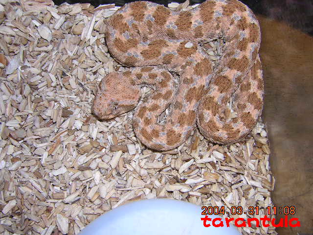 Cerastes cerastes gasperettii.JPG [111 Kb]